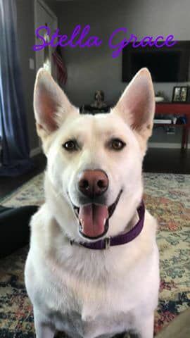 Stella